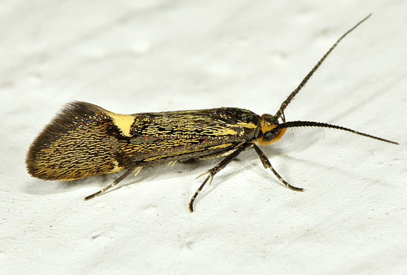 Oecophoridae: Esperia sulphurella